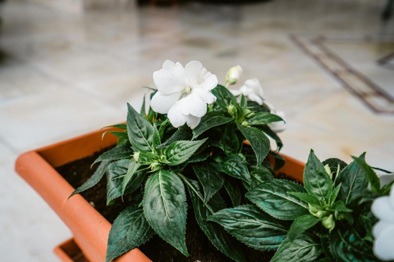 Veria Panorama Luxury Suite With Garden. Ngoại thất bức ảnh